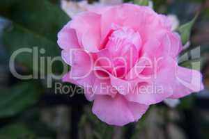 Light pink rose flower.