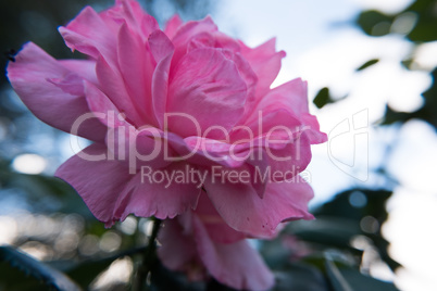 Pink rose flower with the sky in the background.