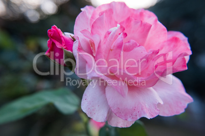 Pink rose flower with a bud in the background.