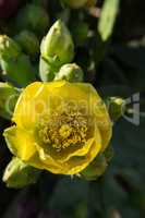 Close-up of Prickly pear yellow flower and fruits.