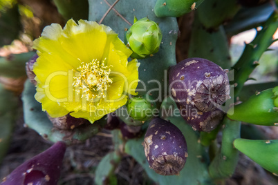 Springtime yellow flower bloom on a Opuntia ficus-indica cactus