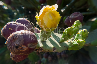 Springtime yellow flower bloom on a prickly pear cactus with fru