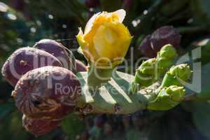 Springtime yellow flower bloom on a prickly pear cactus with fru