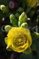 Prickly pear yellow flower and fruits.