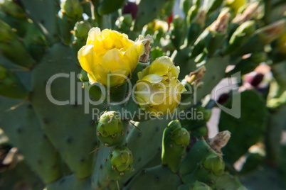 Springtime yellow flower bloom on a prickly pear cactus.