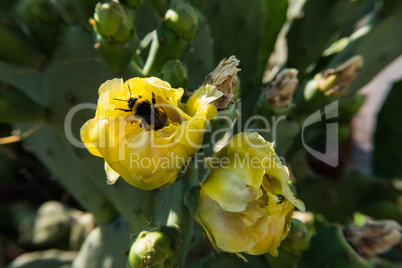 Springtime yellow flower bloom on a Opuntia ficus-indica cactus.