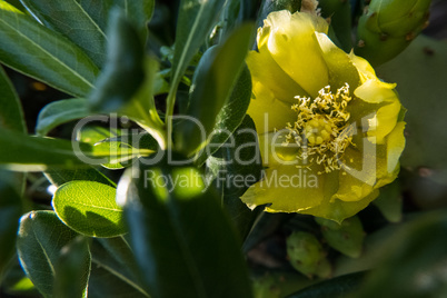 Opuntia ficus-indica yellow flower.