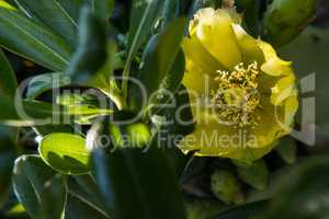 Opuntia ficus-indica yellow flower.