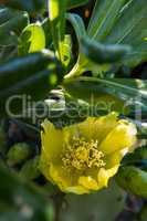Close-up of Opuntia ficus-indica yellow flower and fruits.