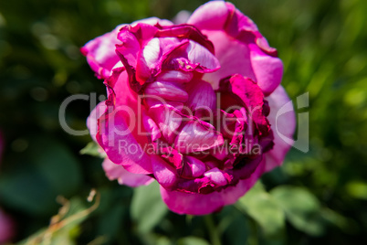 Pink rose flower with dark edges.
