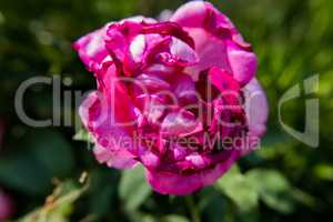 Pink rose flower with dark edges.