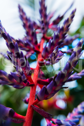 Aechmea Blue Tango flower.