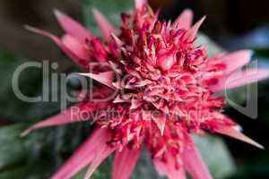 Beautiful nature background of a Bromeliad species flower.
