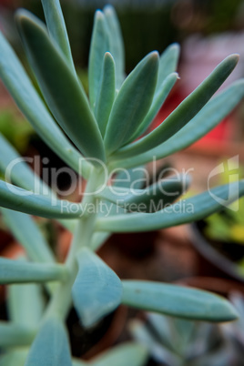 Succulent fat plant.