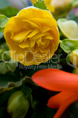 Yellow rose flower and an orange petal.