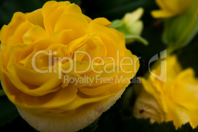 Close-up of a yellow rose flower.