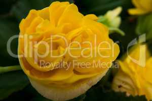 Detail of a yellow rose flower.
