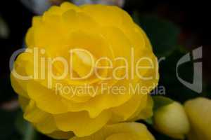 Beautiful yellow rose flower background.
