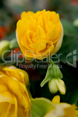 Yellow roses flowers in the garden.