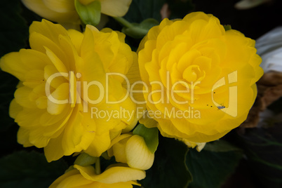 Yellow rose flower background.