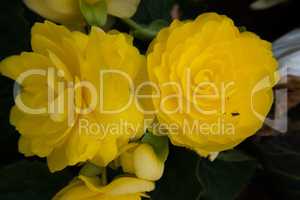 Yellow rose flower background.