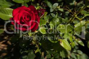 Red rose flower and green leafs. Perfect background.