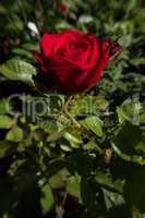 Beautiful red rose flower vertical image.