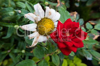 Red rose and a dry daisy flower.