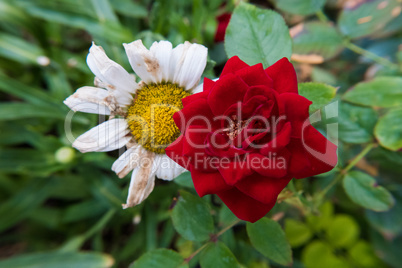 Beautiful red rose and a dry daisy flower.