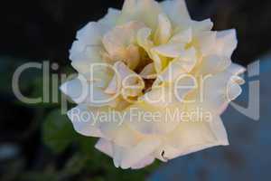 White rose flower background image.