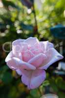 Single pink rose flower in a garden.