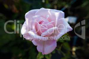 Serene pink rose flower.
