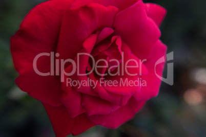 Detail view of a red rose flower.