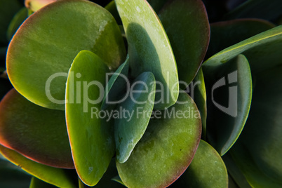 Rounded leafs of a green fat plant.