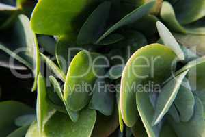 Rounded leafs of a fat plant.