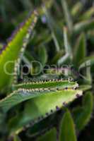 Macro detail of green fat plant.