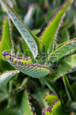 Beautiful green fat plant with flowers.