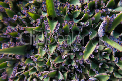 Fat plants with tiny flowers.