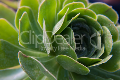 Detail of a light green fat plant.