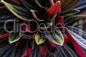 Beautiful green and vivid red fat plant background.
