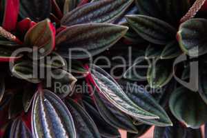 Beautiful green and vivid red fat plant with flowers background.