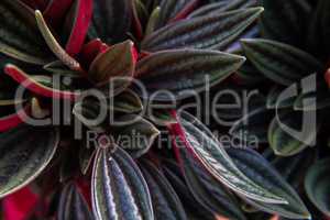Beautiful green and vivid red fat plant with flowers.