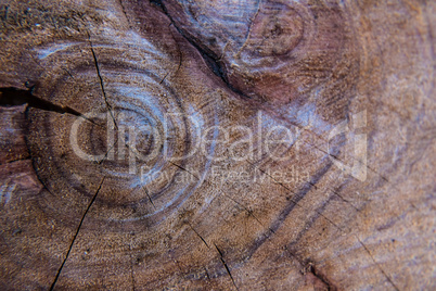 Cutted tree trunk close-up.