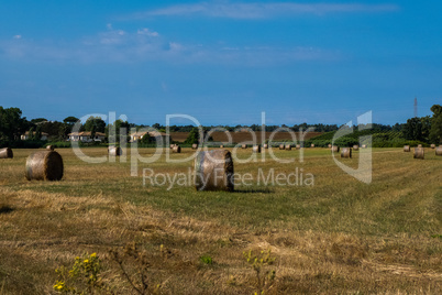 Landscape background of hay roles in a field.