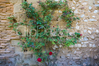 Red rose flowers on a vintage stone wall.