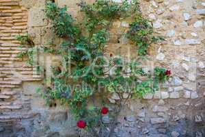 Red rose flowers on a vintage stone wall.