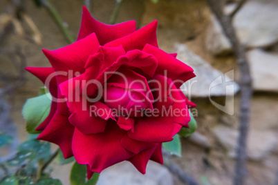 Red rose flower with stone wall in the background.