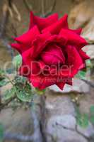 Stone wall behind a red rose flower.
