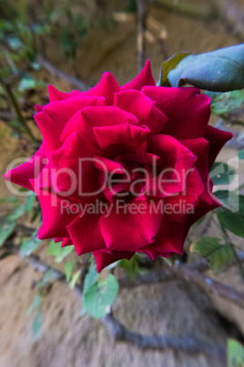 Close-up of a red rose flower near a stone wall.