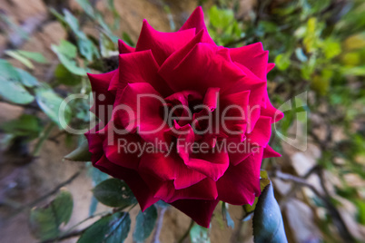 Beautiful wallpaper of a red rose flower.